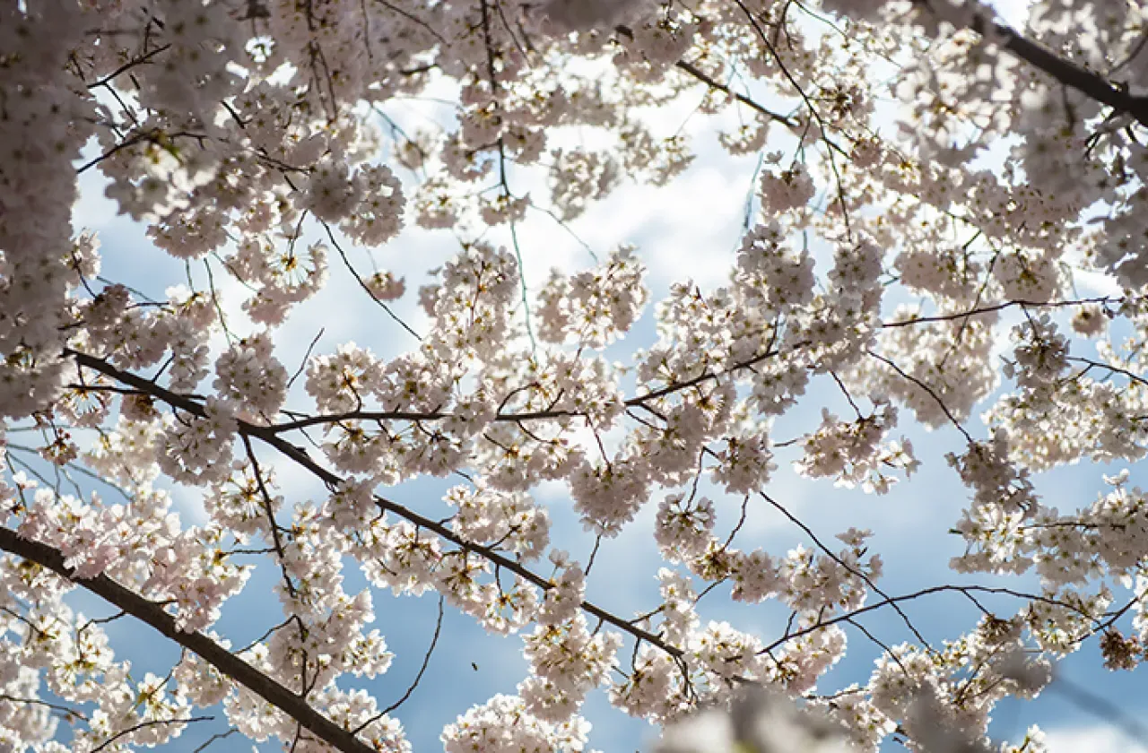 A flowering tree on campus